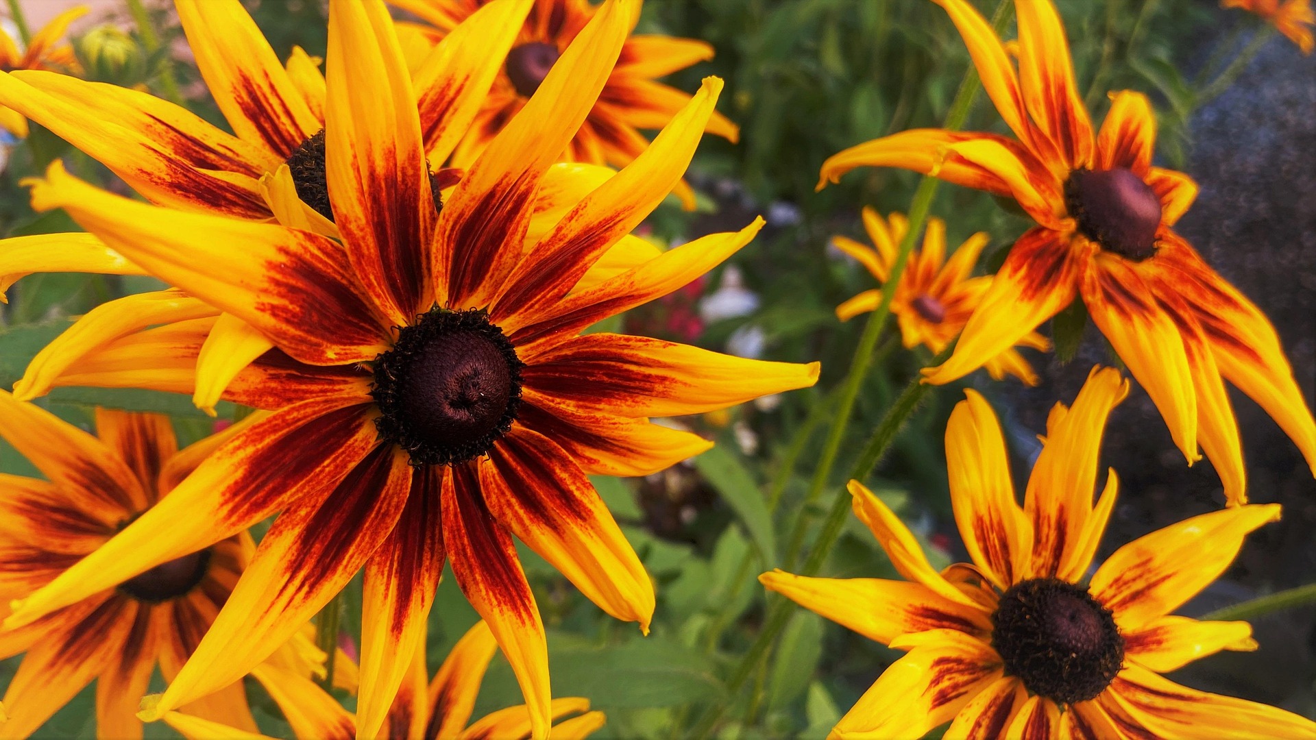 Gloriosa Daisy flowers
