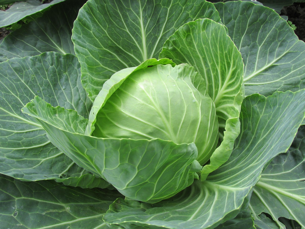Golden Acre Cabbage head