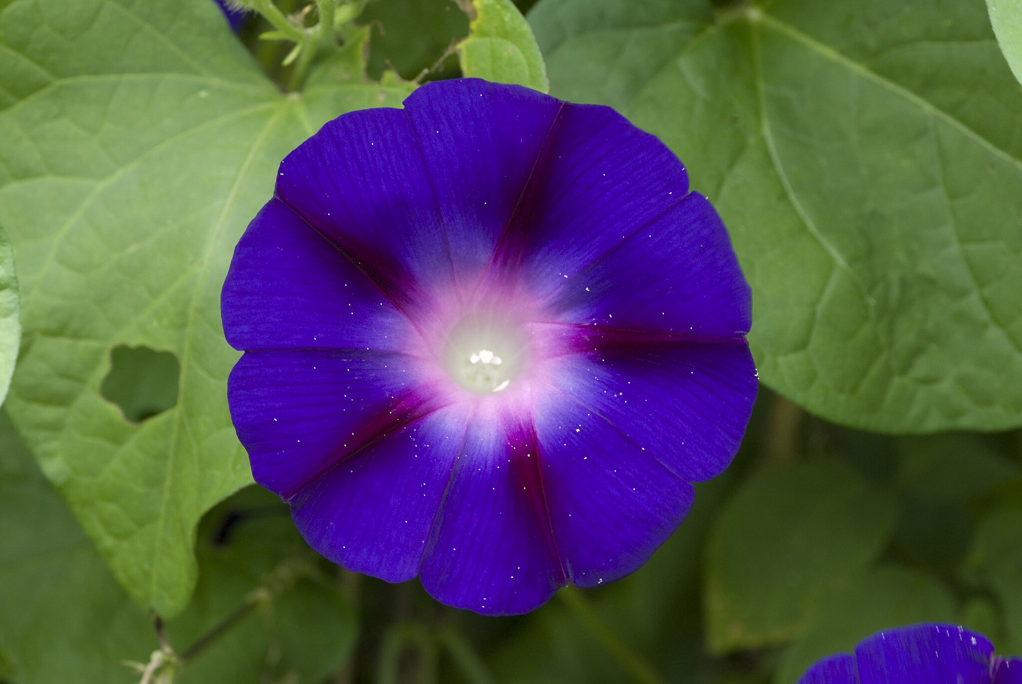 Close up of a Grandpa Ott's Morning Glory flower