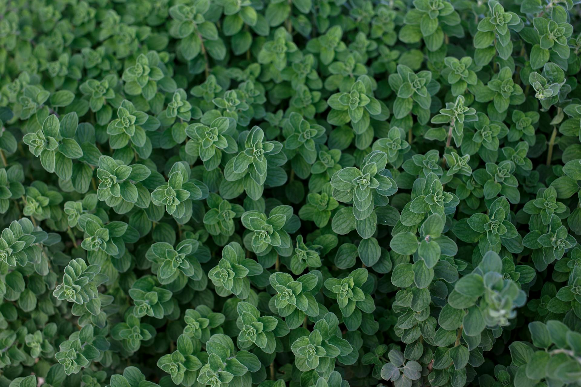 A patch of Greek Oregano leaves