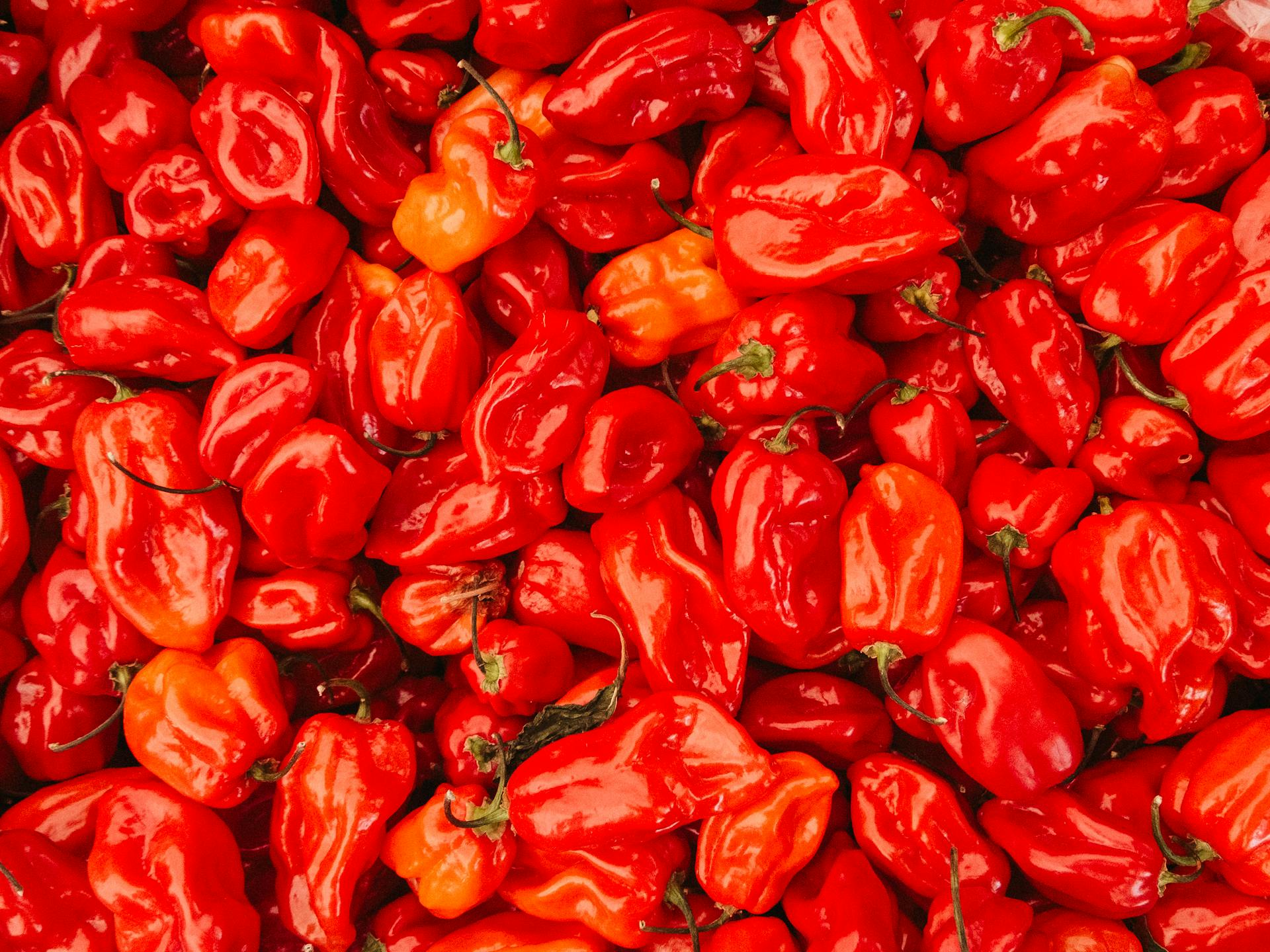 A pile of Habanero Peppers