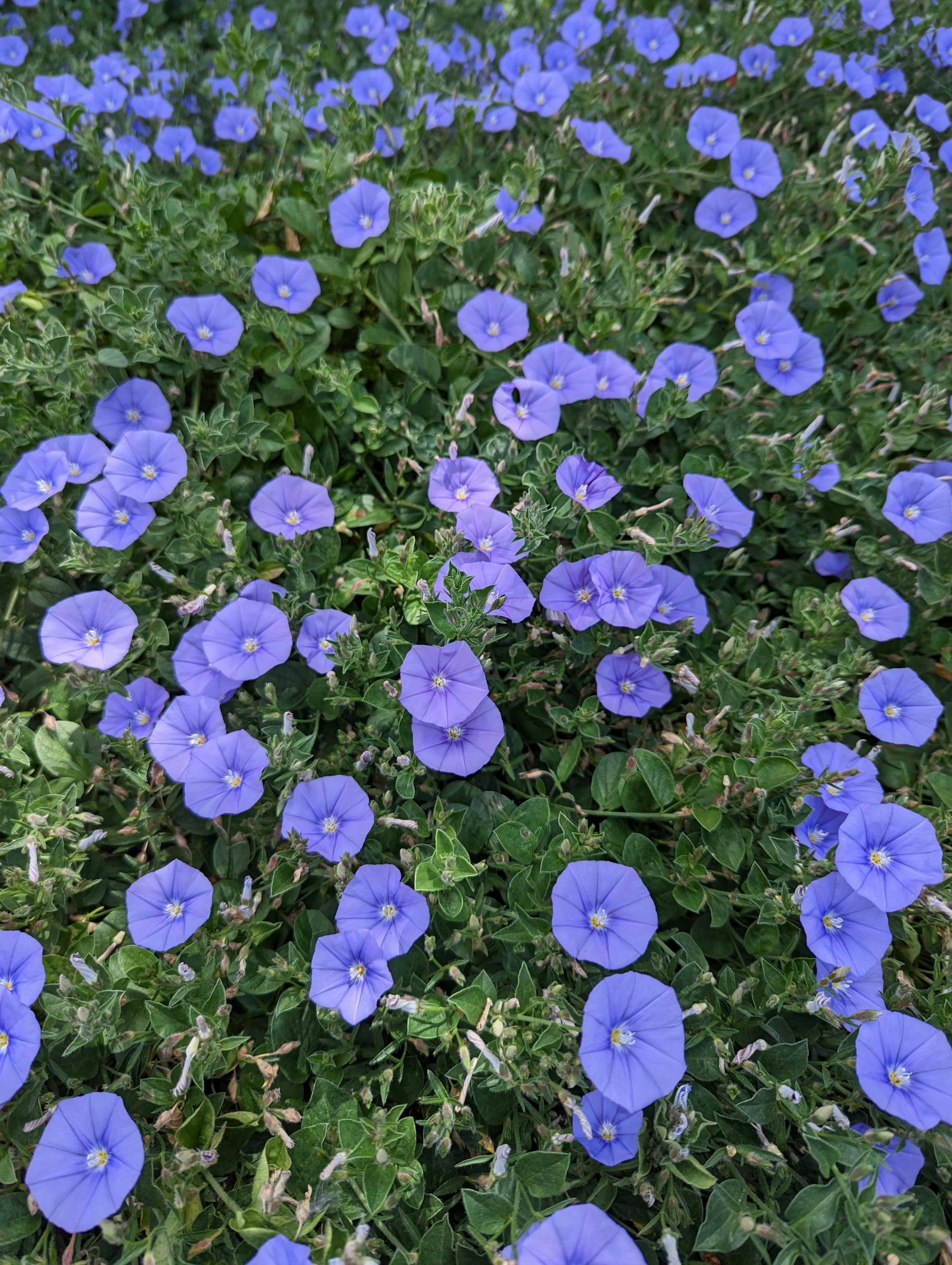A patch of Heavenly Blue Morning Glory flowers