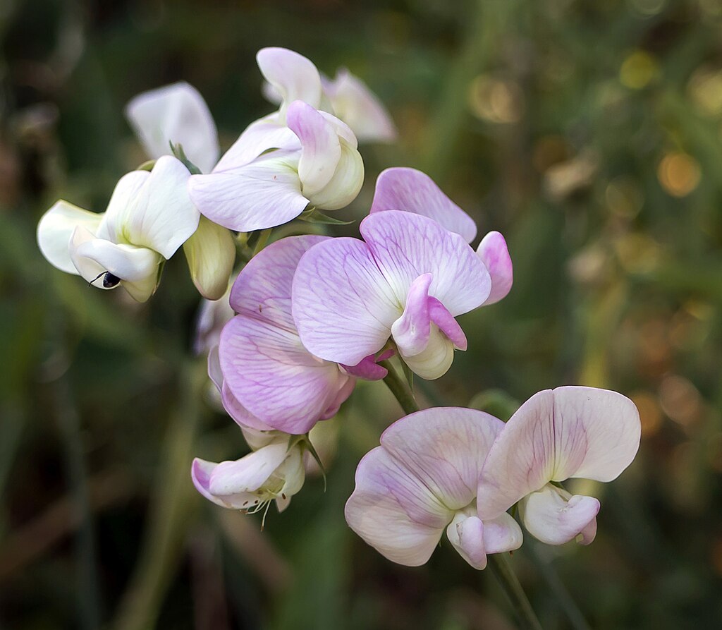 High Scent Sweet Pea flowers