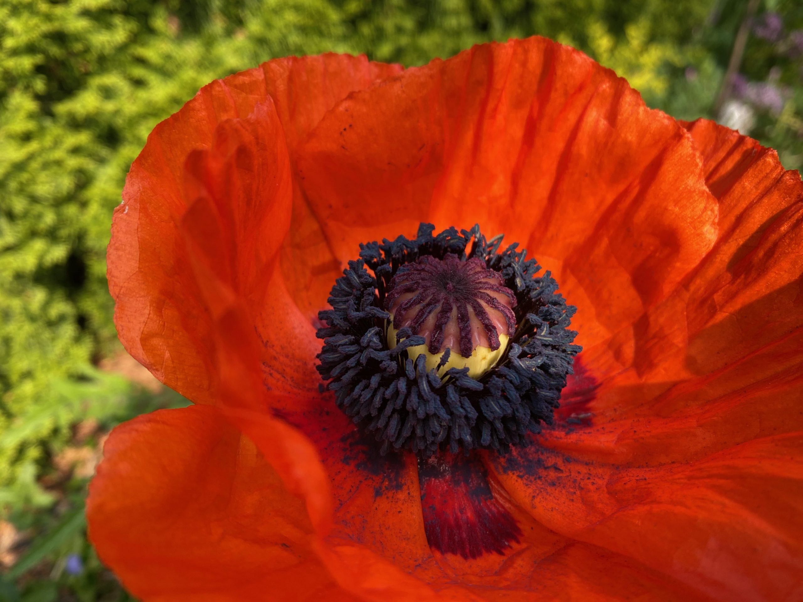 A large Oriental Poppy flower head