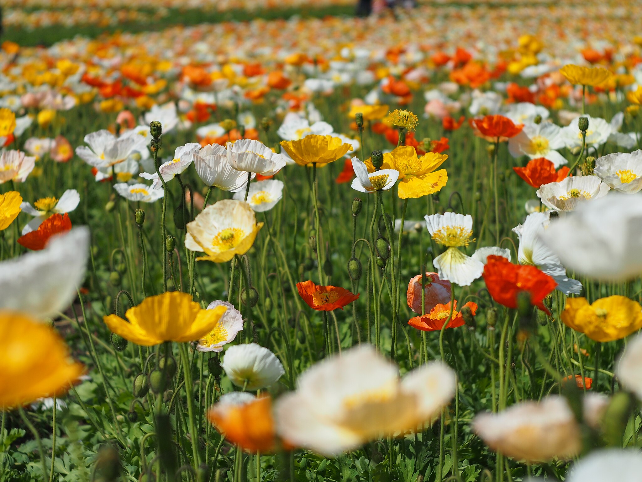 Iceland Poppy flowers in a field