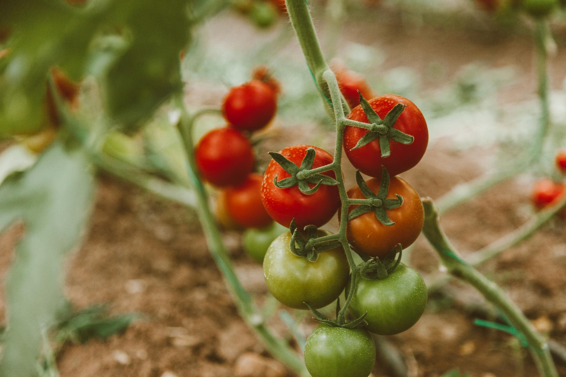 A cluster of Indeterminate tomatoes on a vine