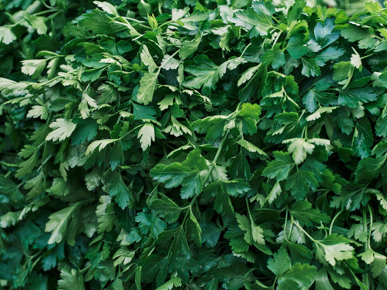 Italian Parsley leaves