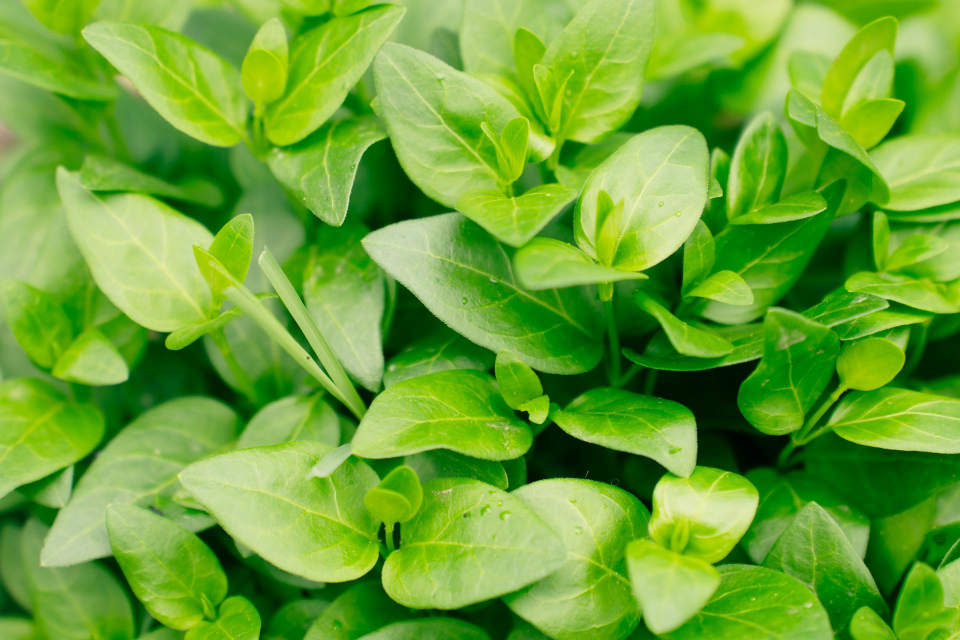 Italian Oregano leaves
