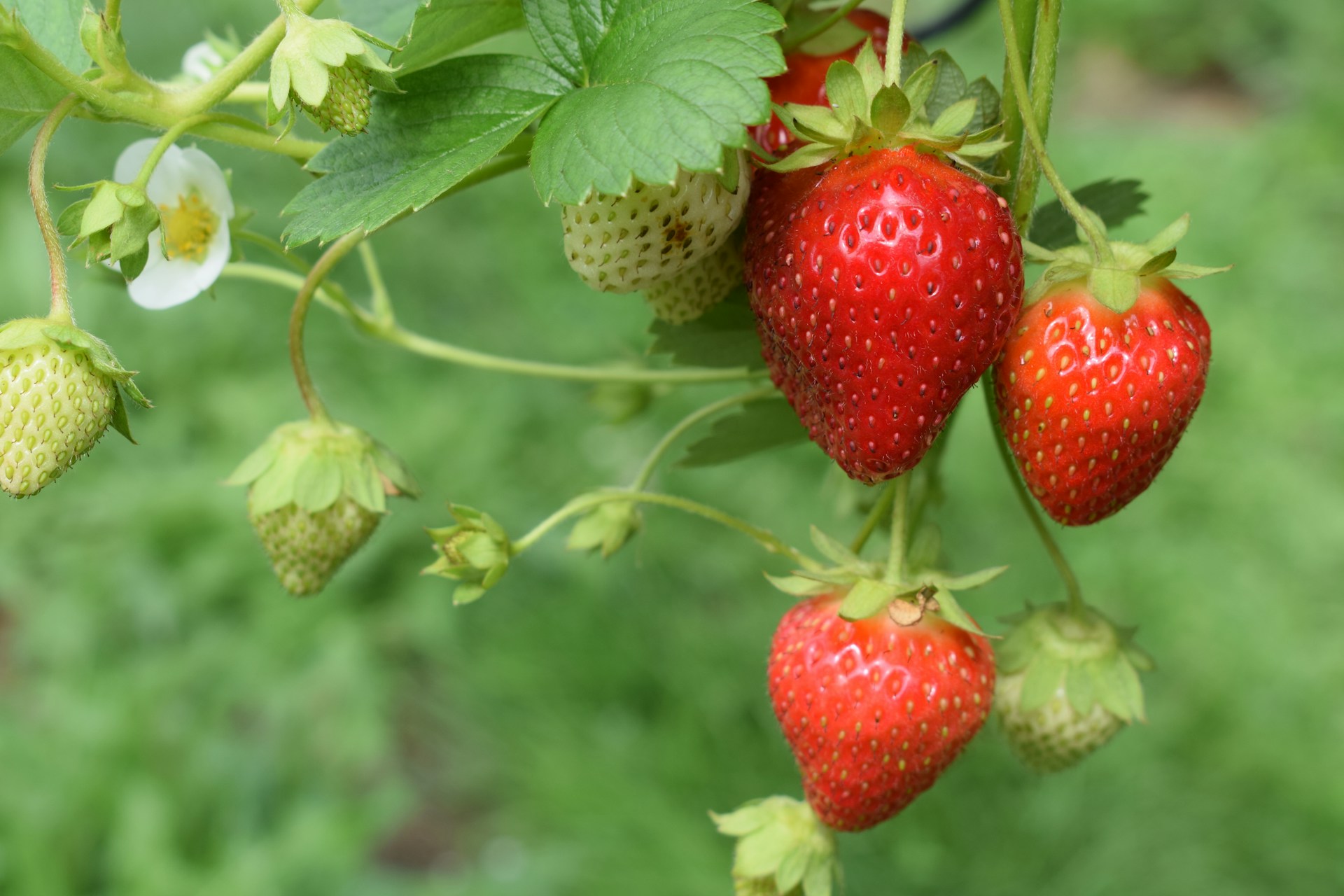 Several June Bearing Strawberry fruits hanging from a stem