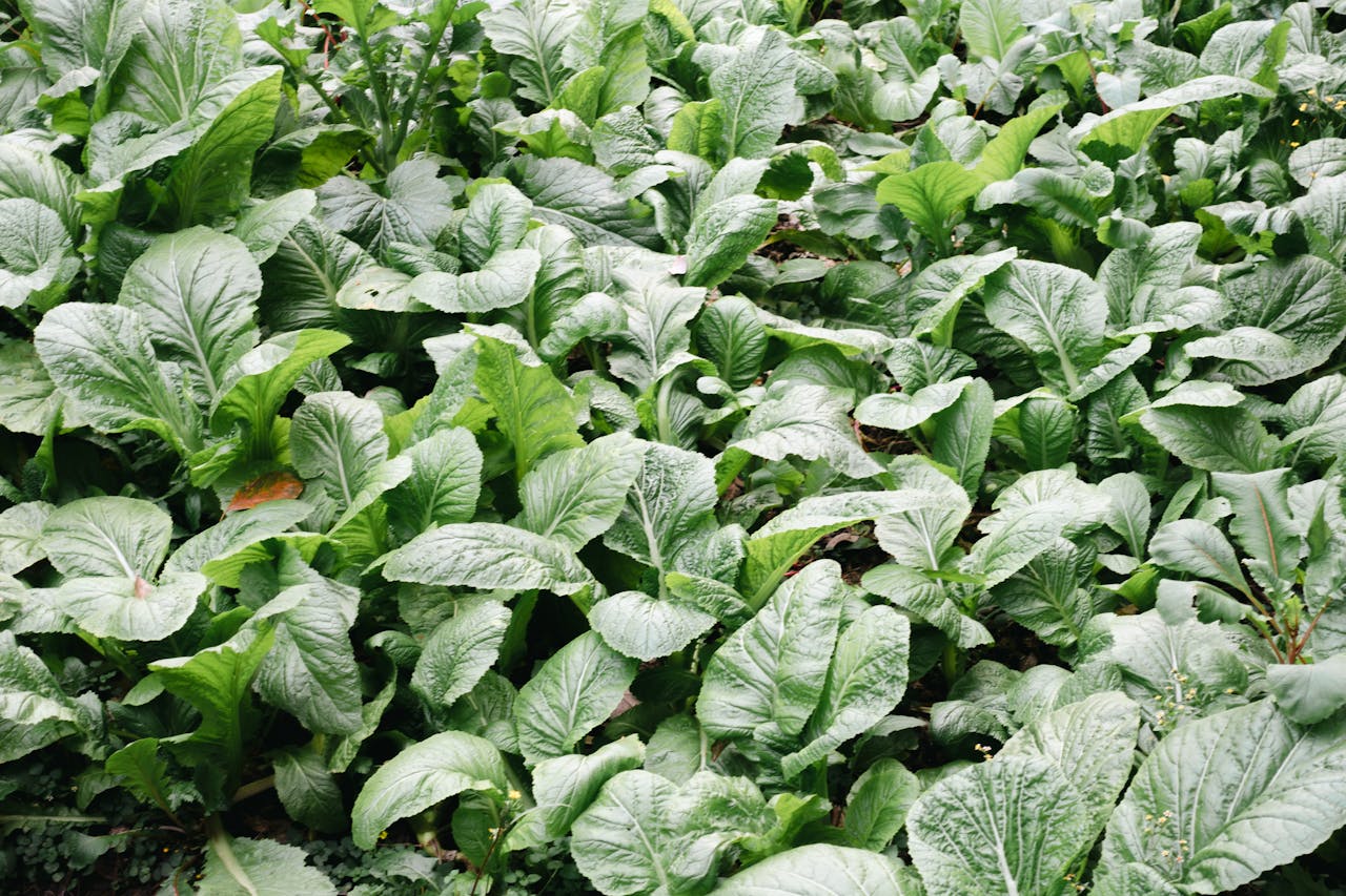 A patch of Komatsuna Mustard Greens leaves.