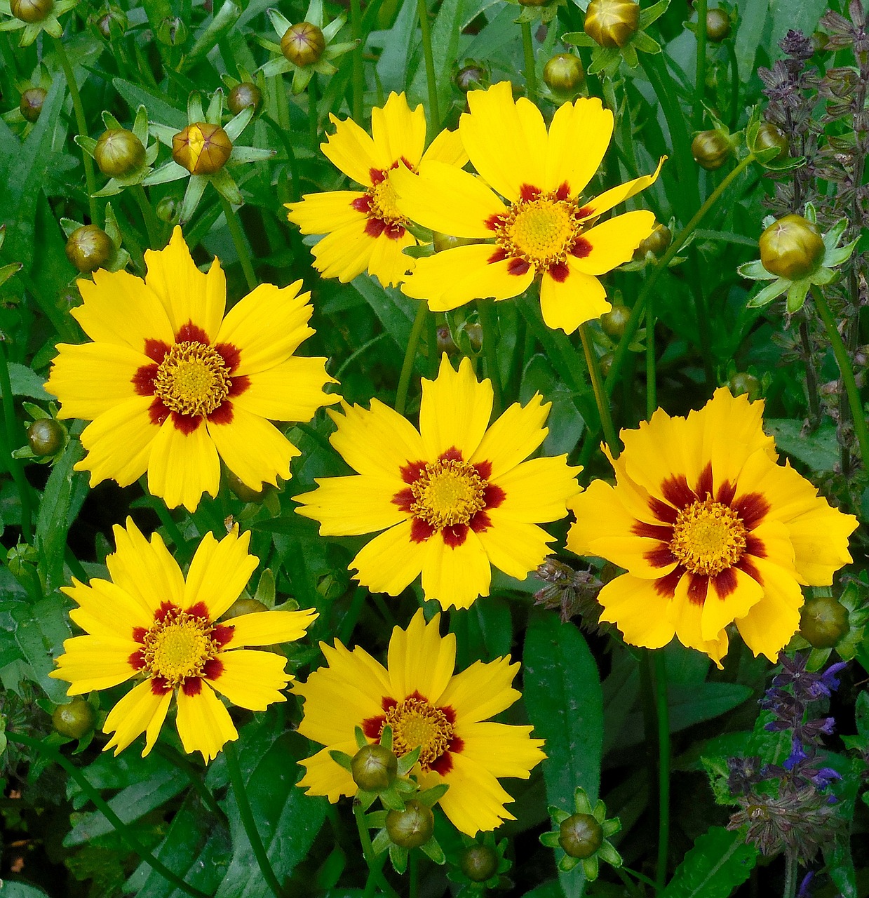 Lanceleaf Coreopsis flowers
