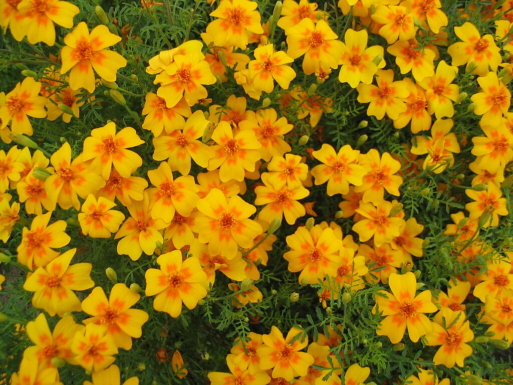 A patch of Lemon Marigold flowers