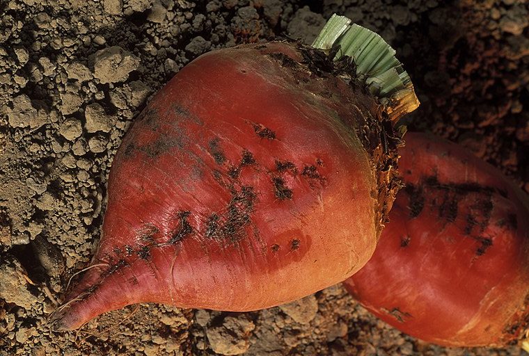 A Mangel Beet on dirt
