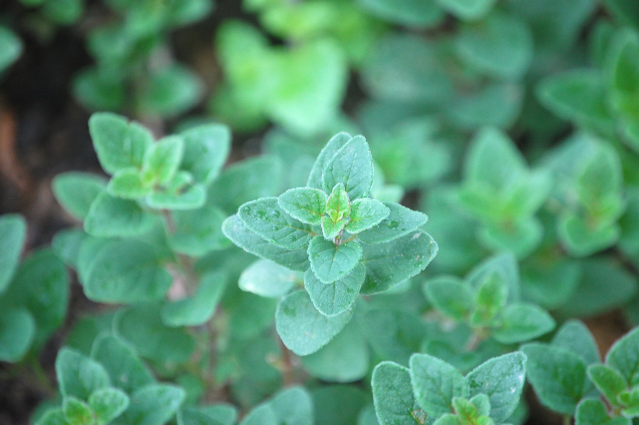 Leaves and stems of a Marjoram plant