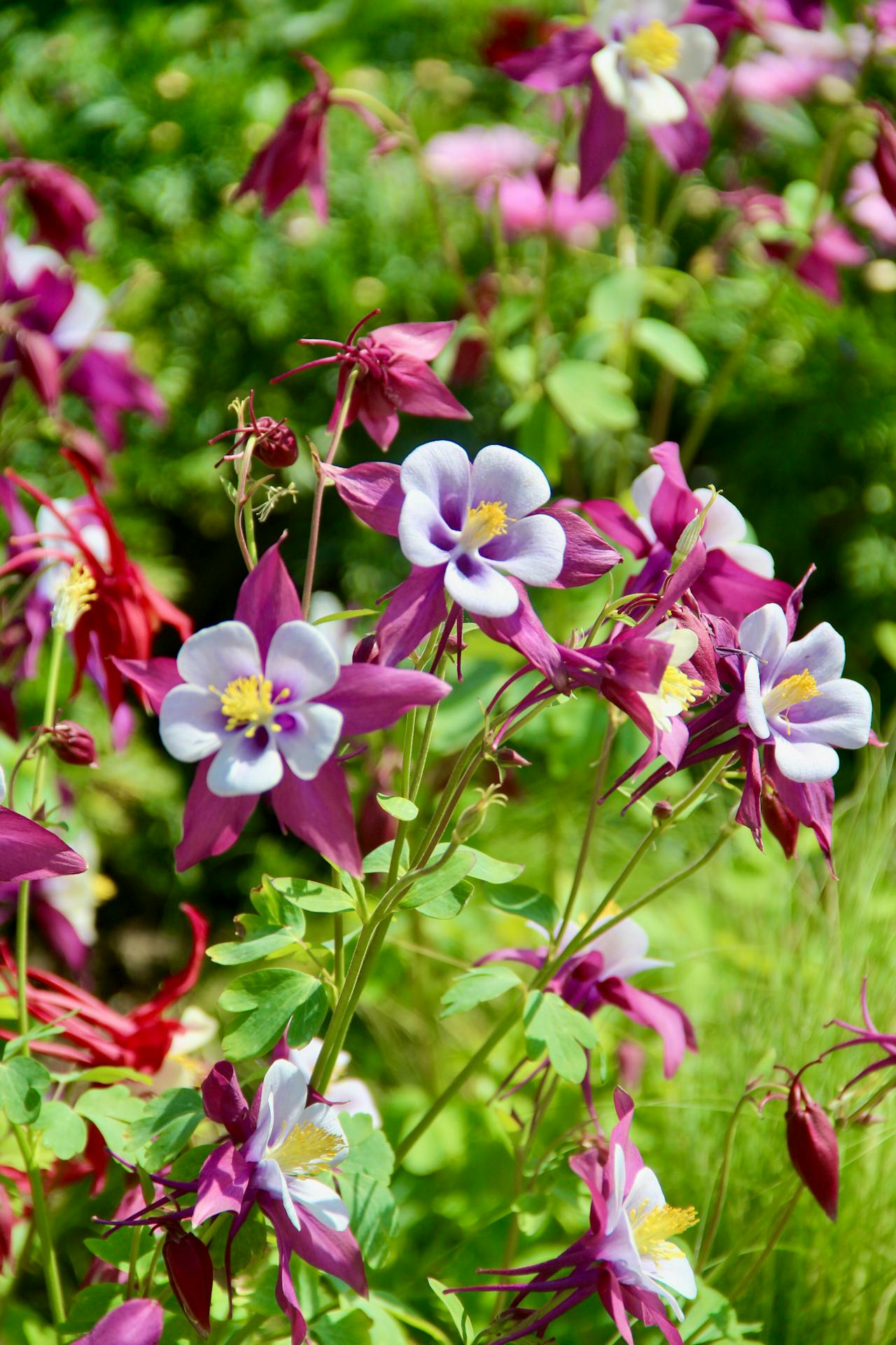 McKana's Giants Columbine flowers
