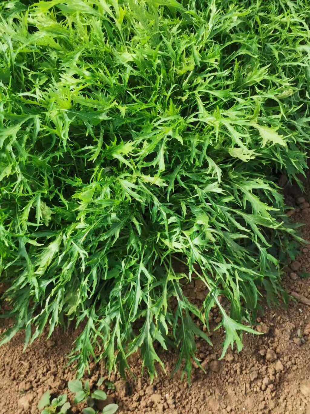 A Mizuna Mustard Greens plant with leaves showing