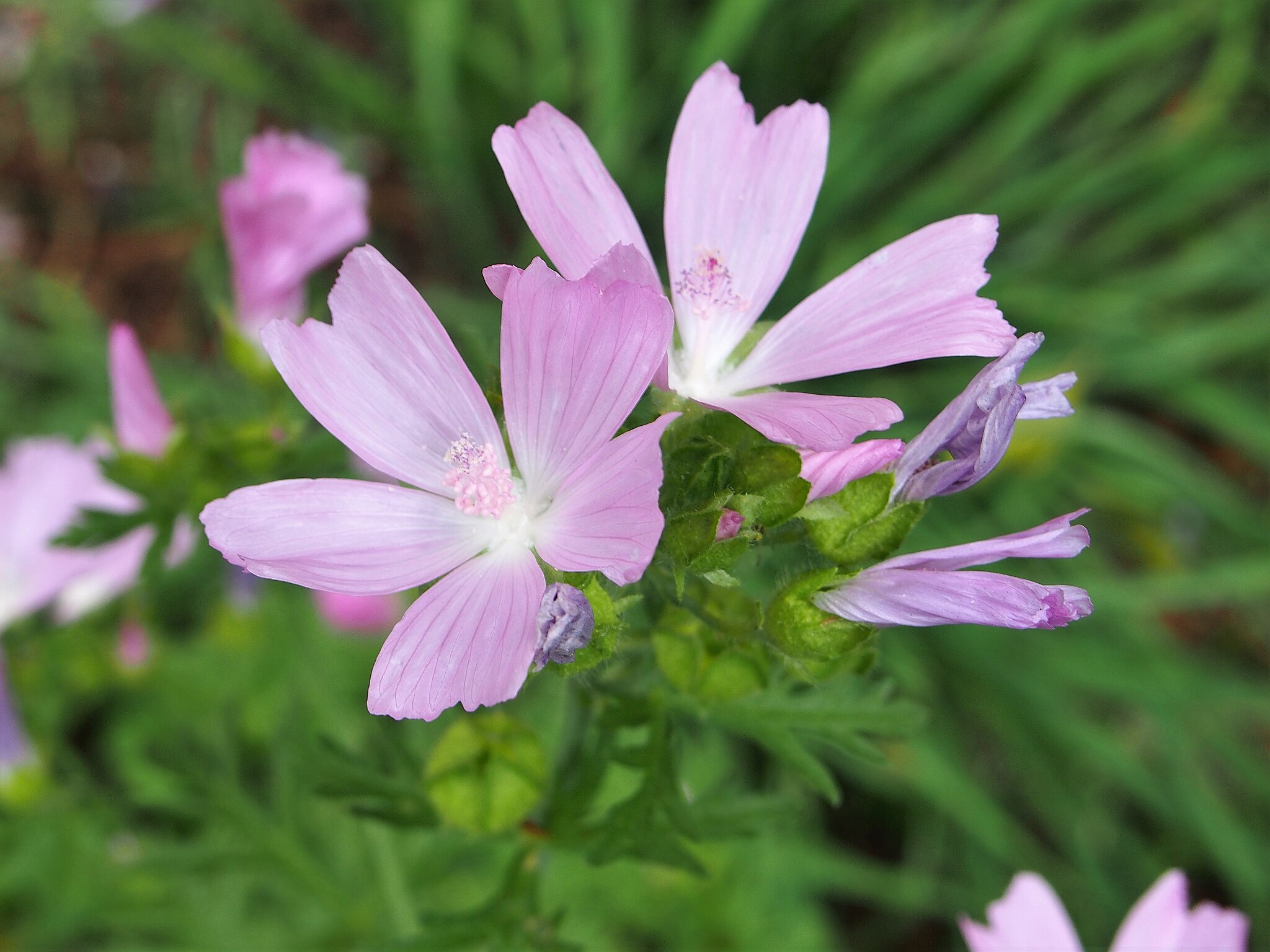 Musk Mallow flower head