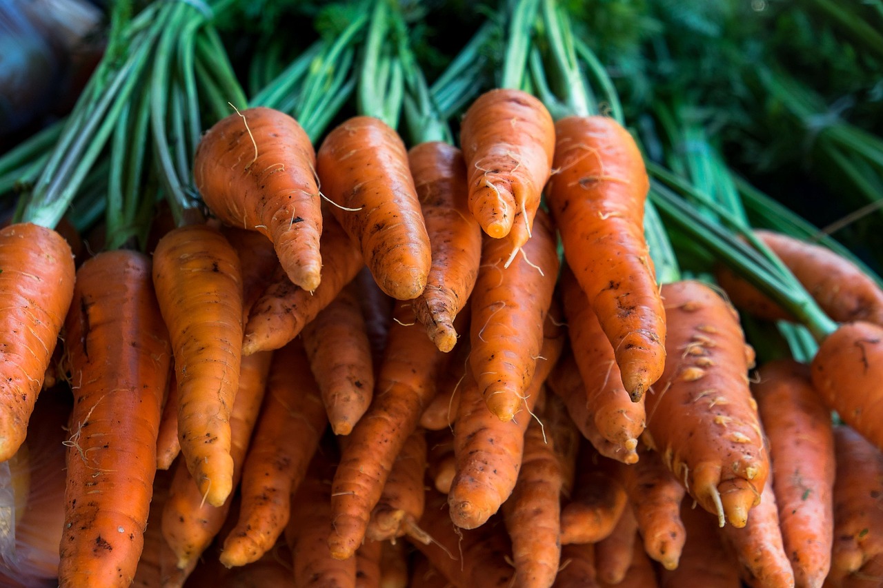 Nantes Carrots in a bunch