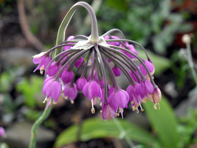 Nodding Onion flower head