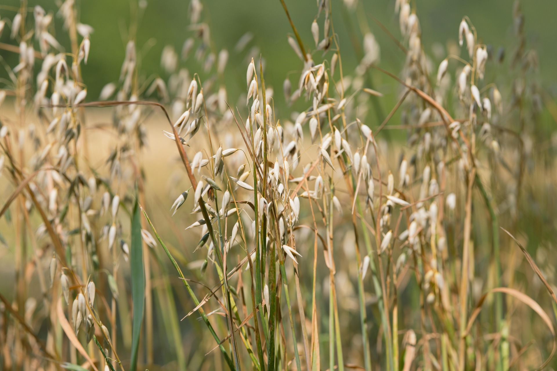 Oat crops in a field