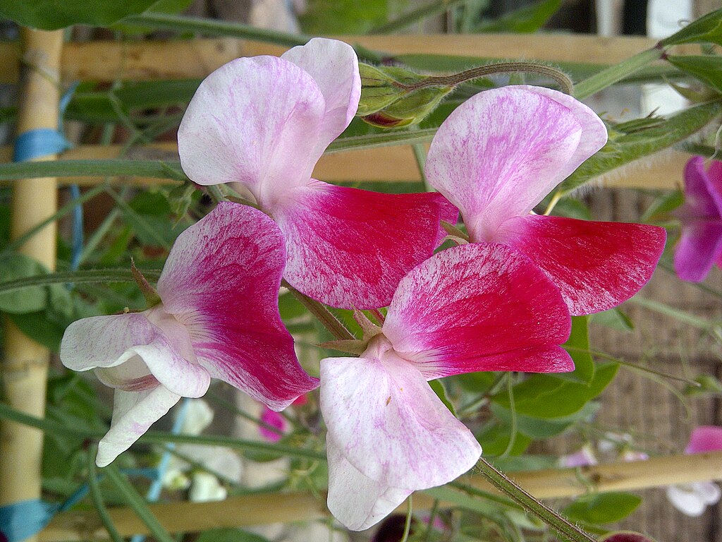 Old Spice Sweet Pea flowers on vines