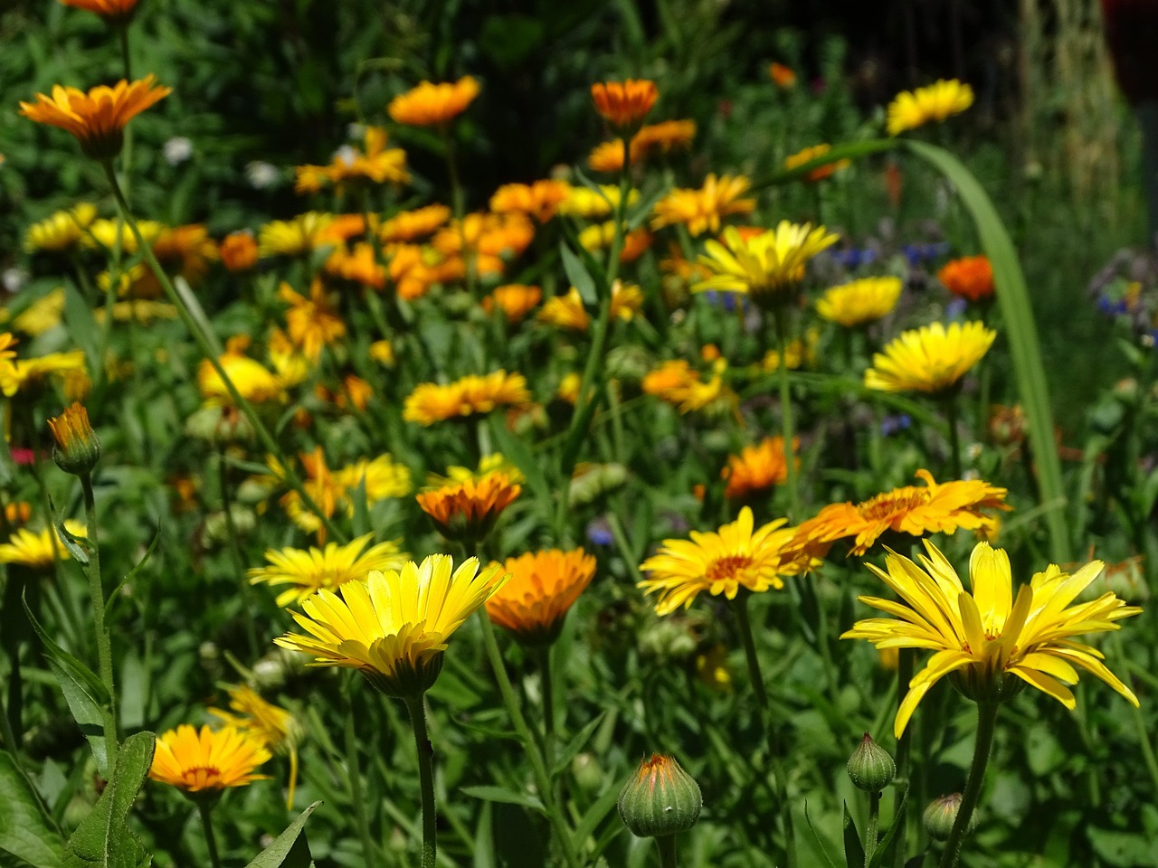 Pacific Beauty Calendula flowers in a field