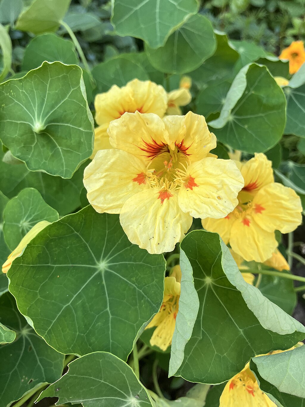 Peach Melba Nasturtium flower and leaves