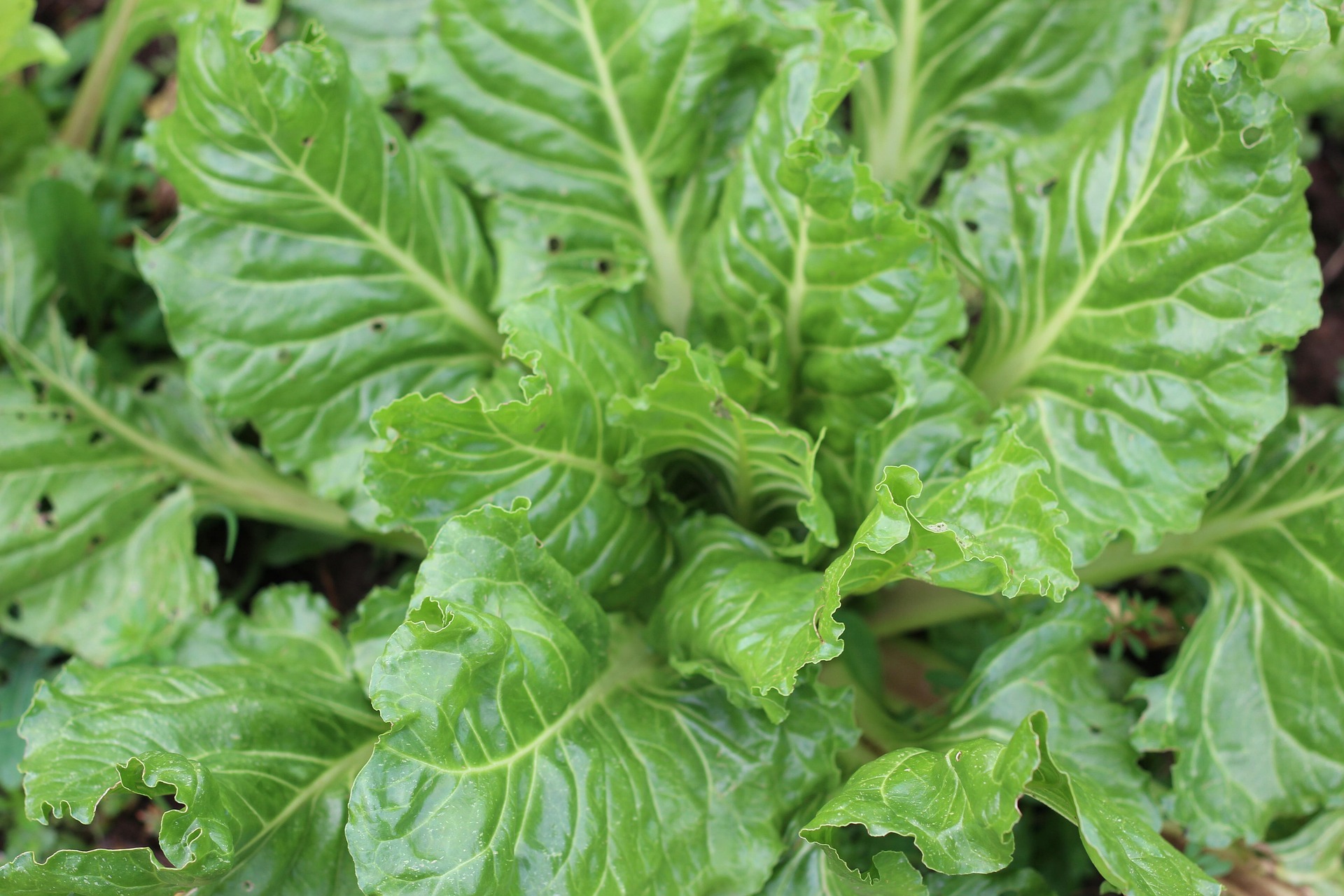 Perpetual Swiss Chard leaves