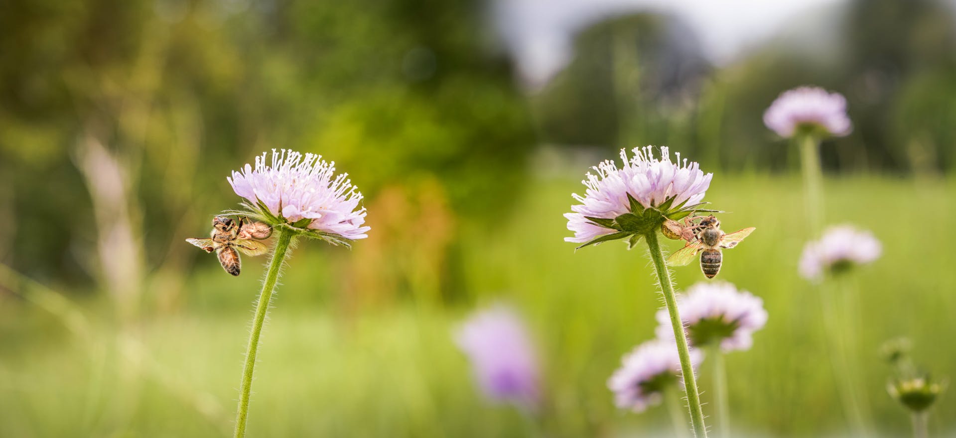 Bees and flowers in a field
