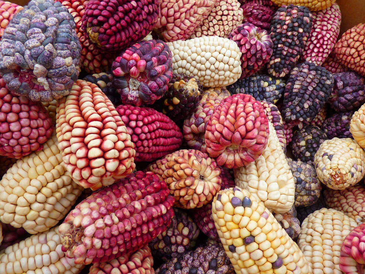 A collection of popcorn corn cobs