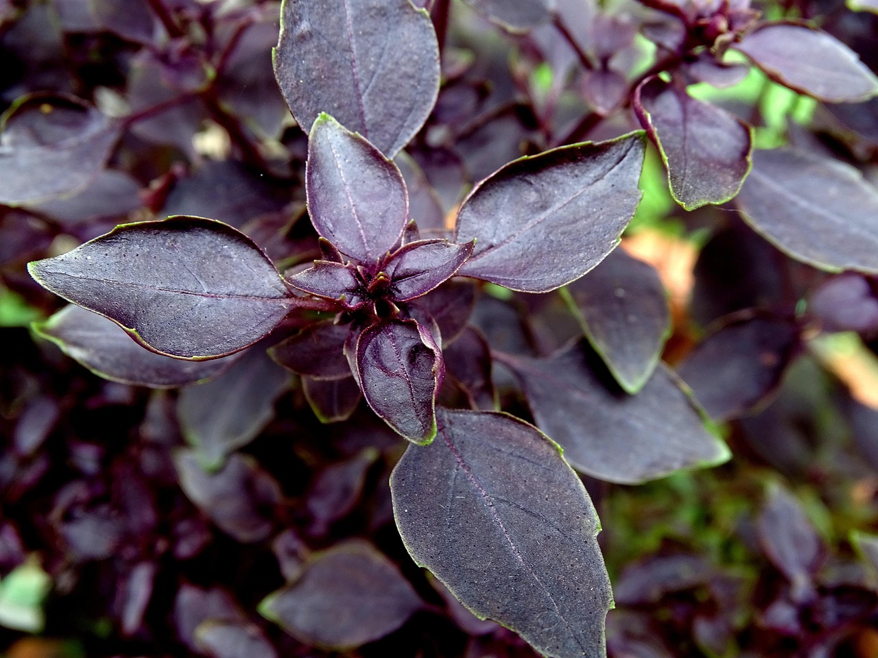Purple Basil leaves