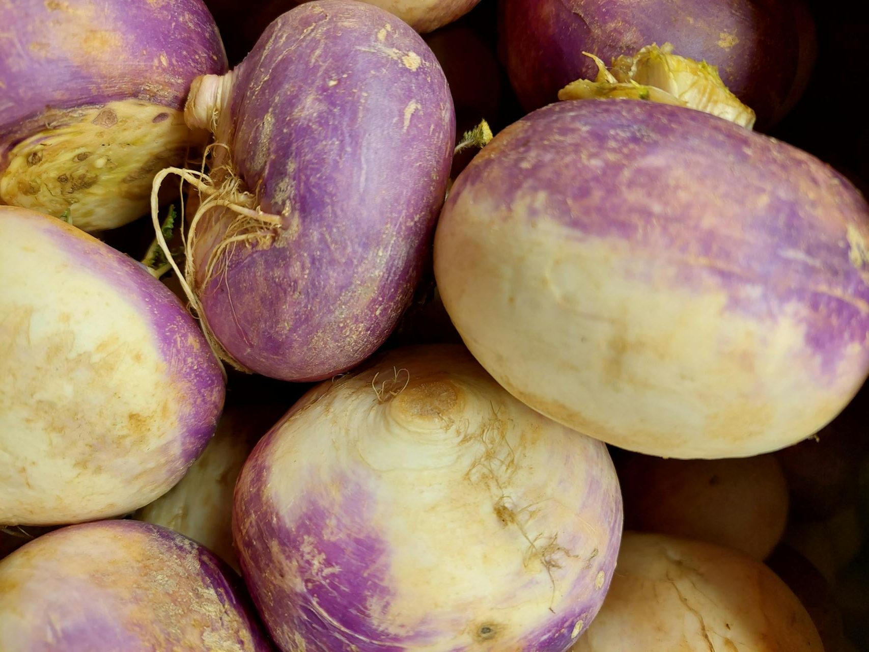 A pile of Purple Top Turnips