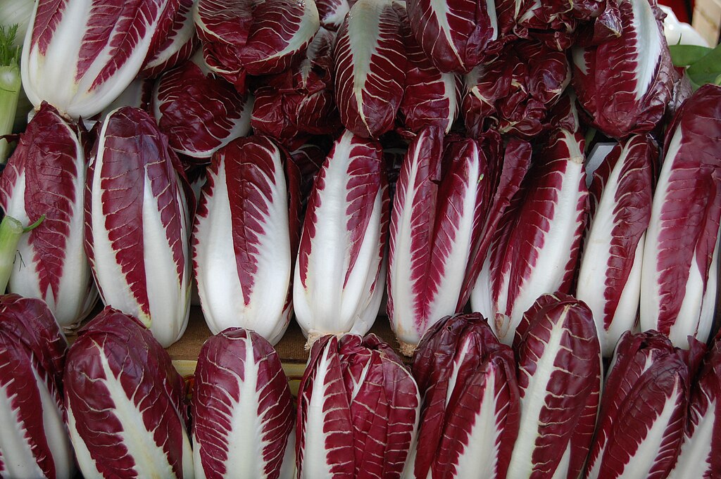 Radicchio heads in a row