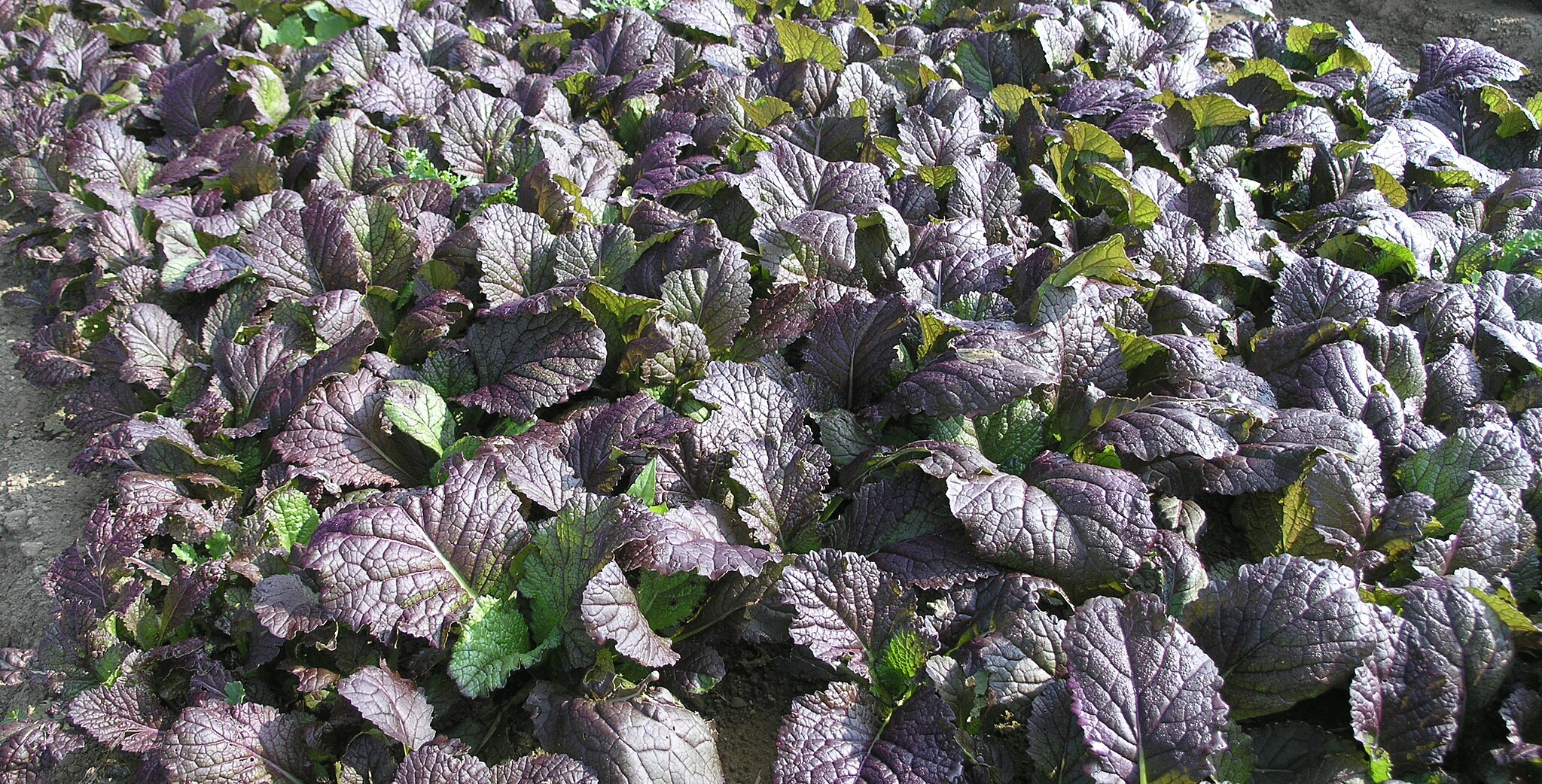Red Mustard Greens leaves in a field