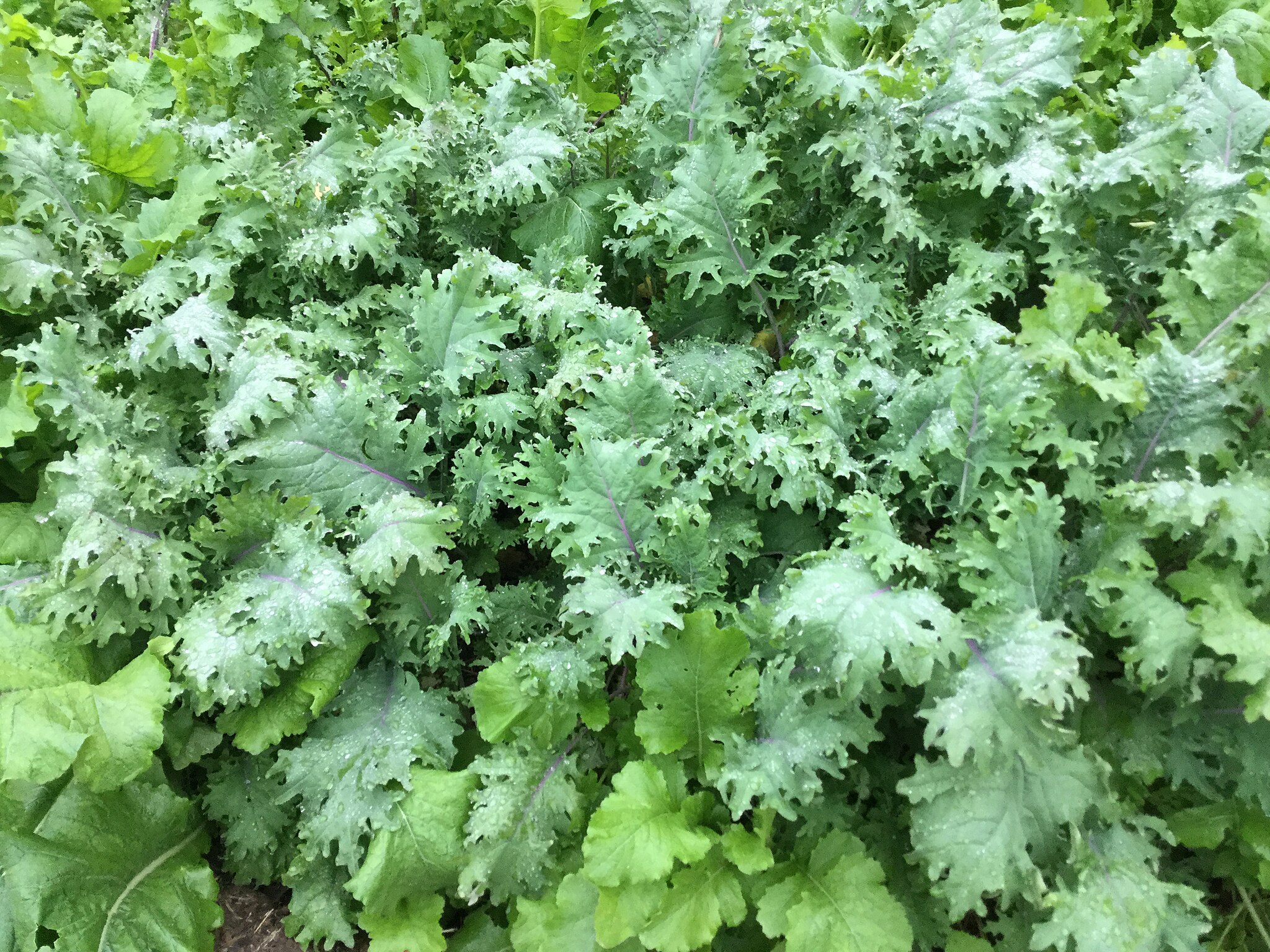 Red Russian Kale leaves