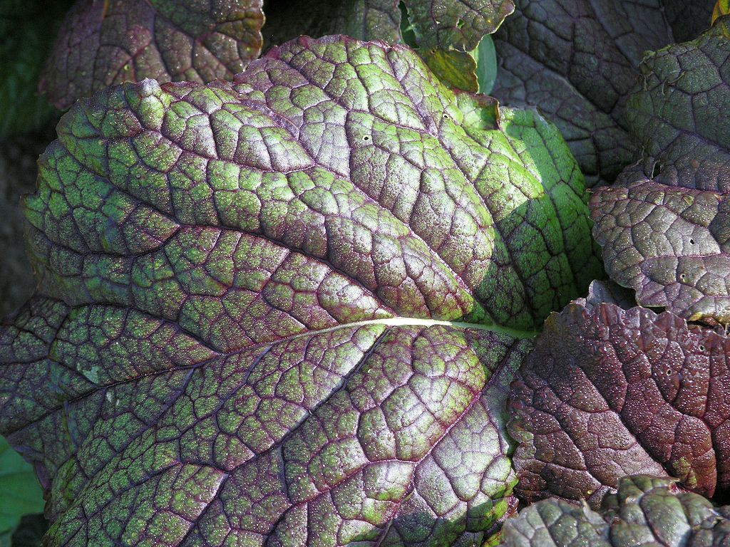 Purple Mustard Greens leaf