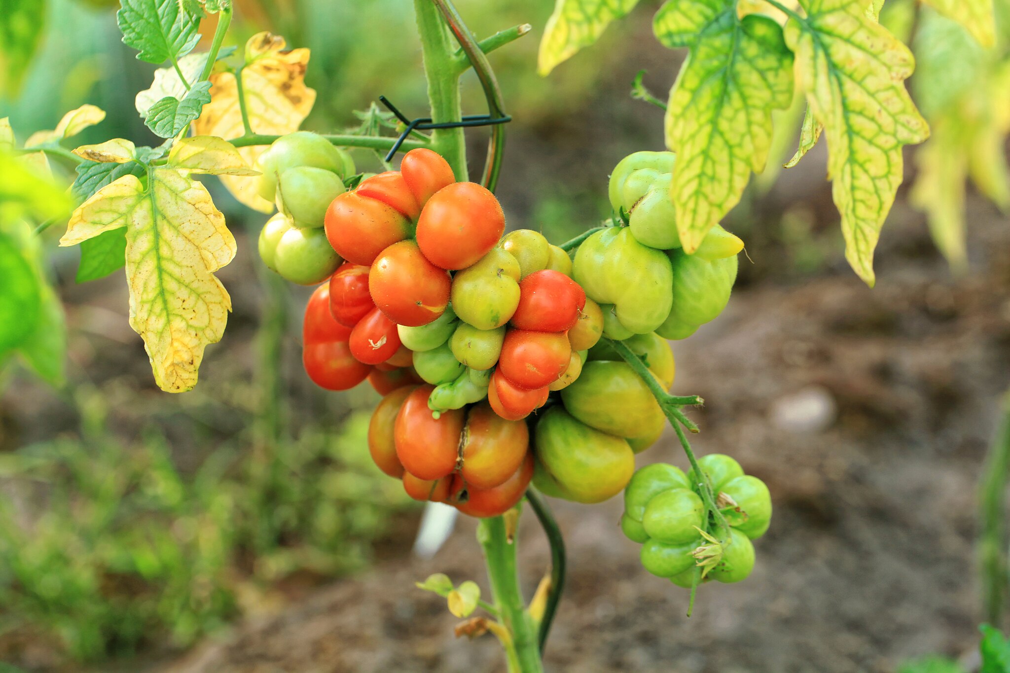 A large Reisetomate Tomato on a vine