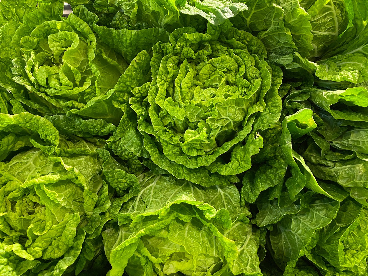 Heads of Romaine Lettuce