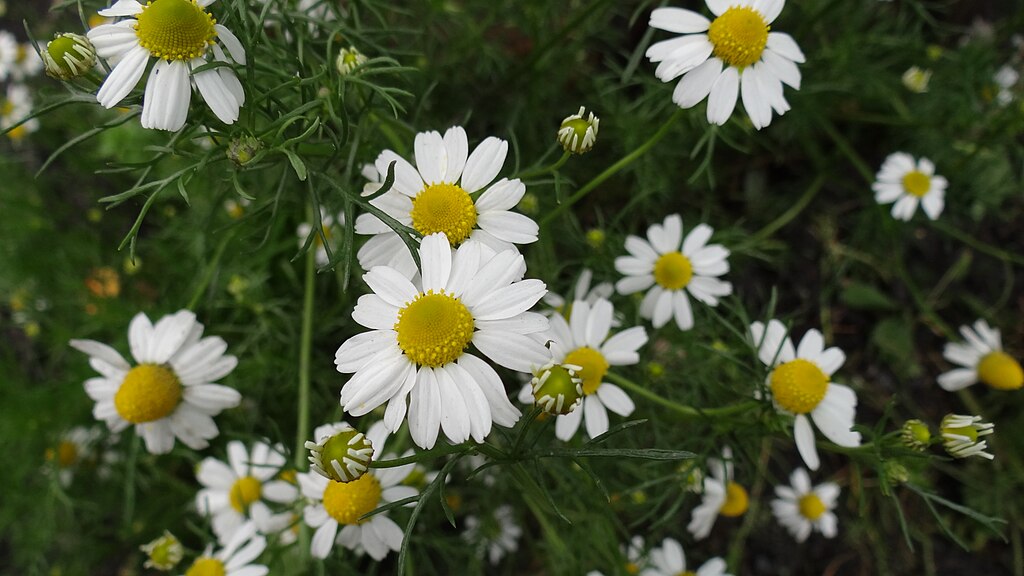 Roman Chamomile flowers