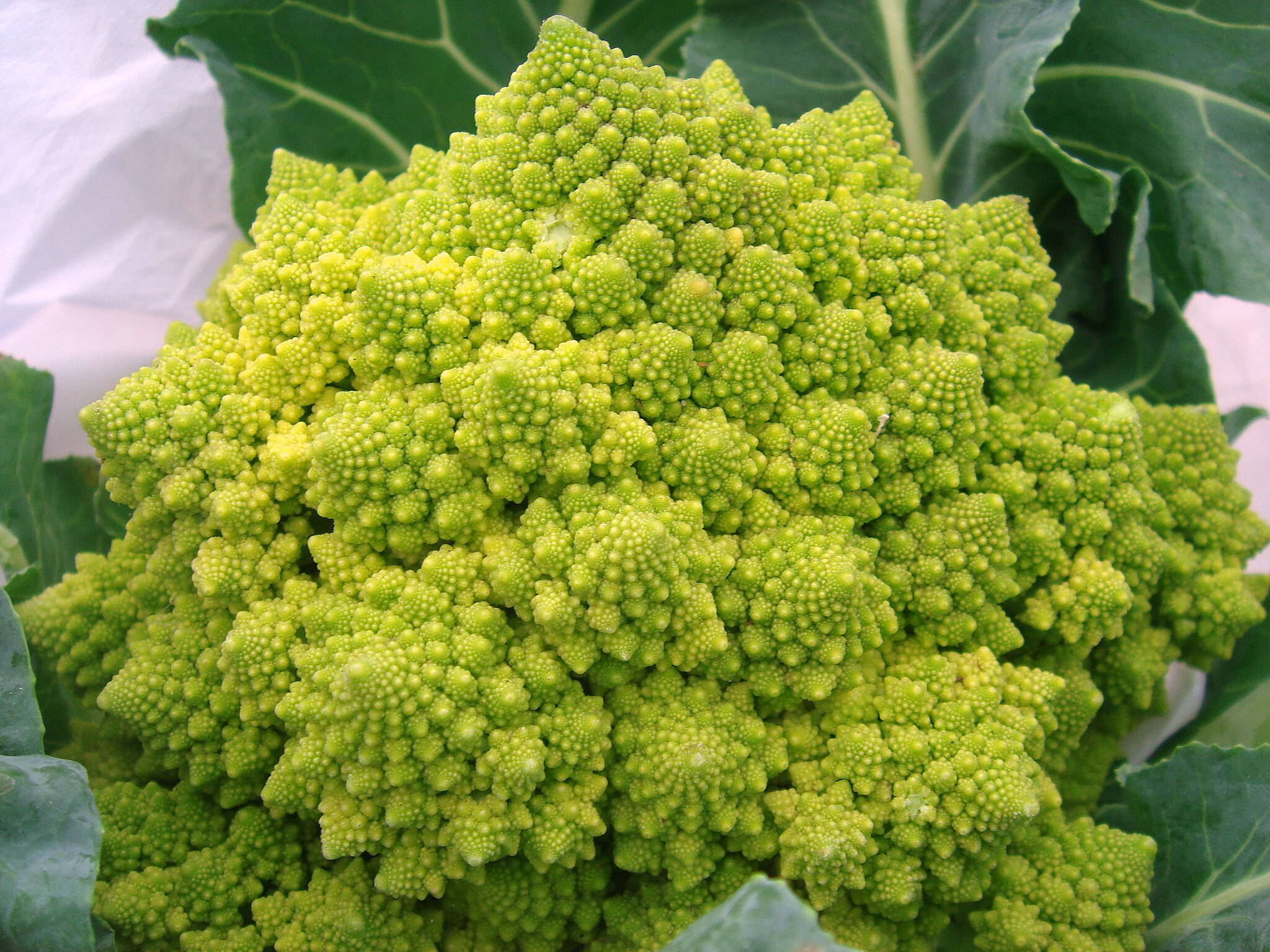 Romanesco Broccoli head