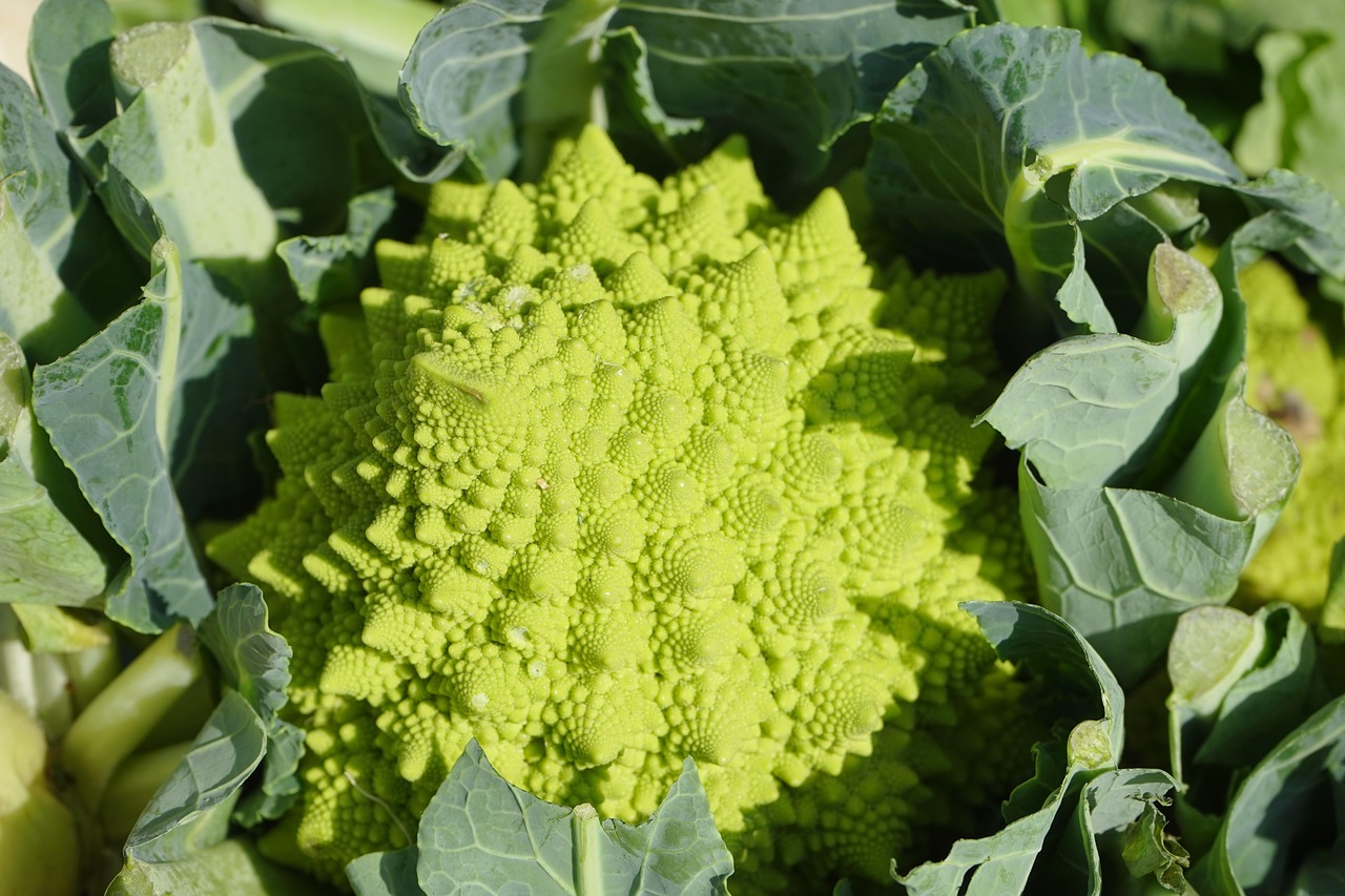 Romanesco Cauliflower head