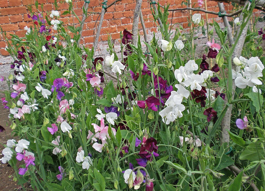 Royal Sweet Pea flowers in a field