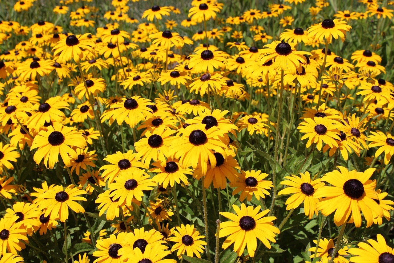 Black Eyed Susan flowers in a field