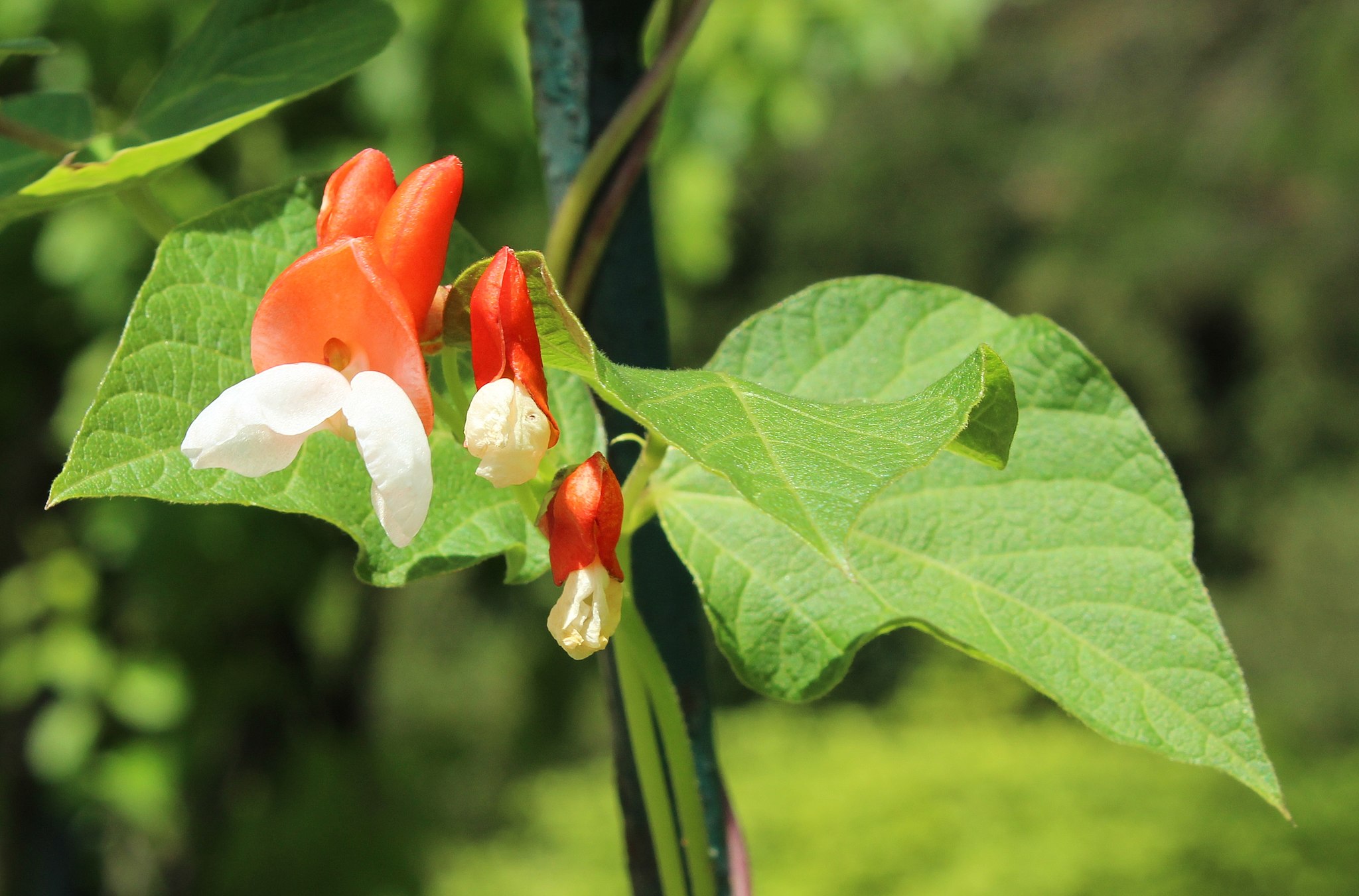 Runner Bean flower and leaves
