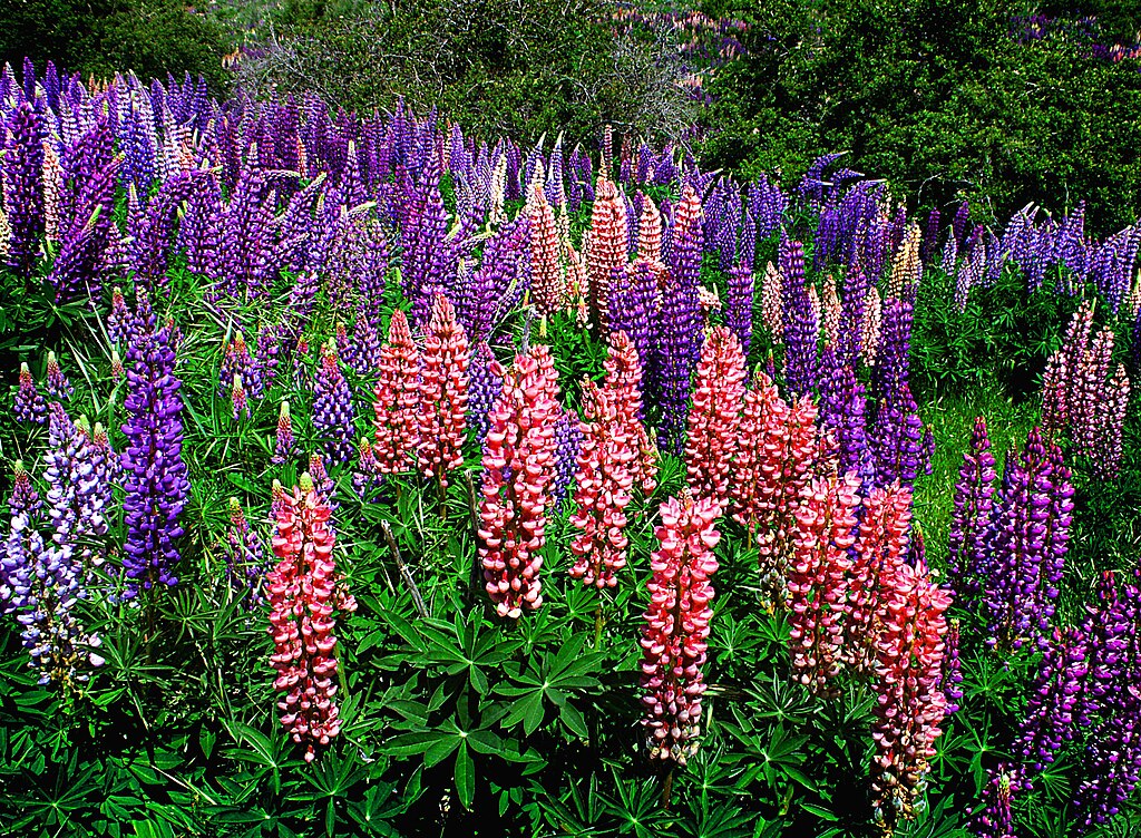 Russell's Lupine Flowers in a field