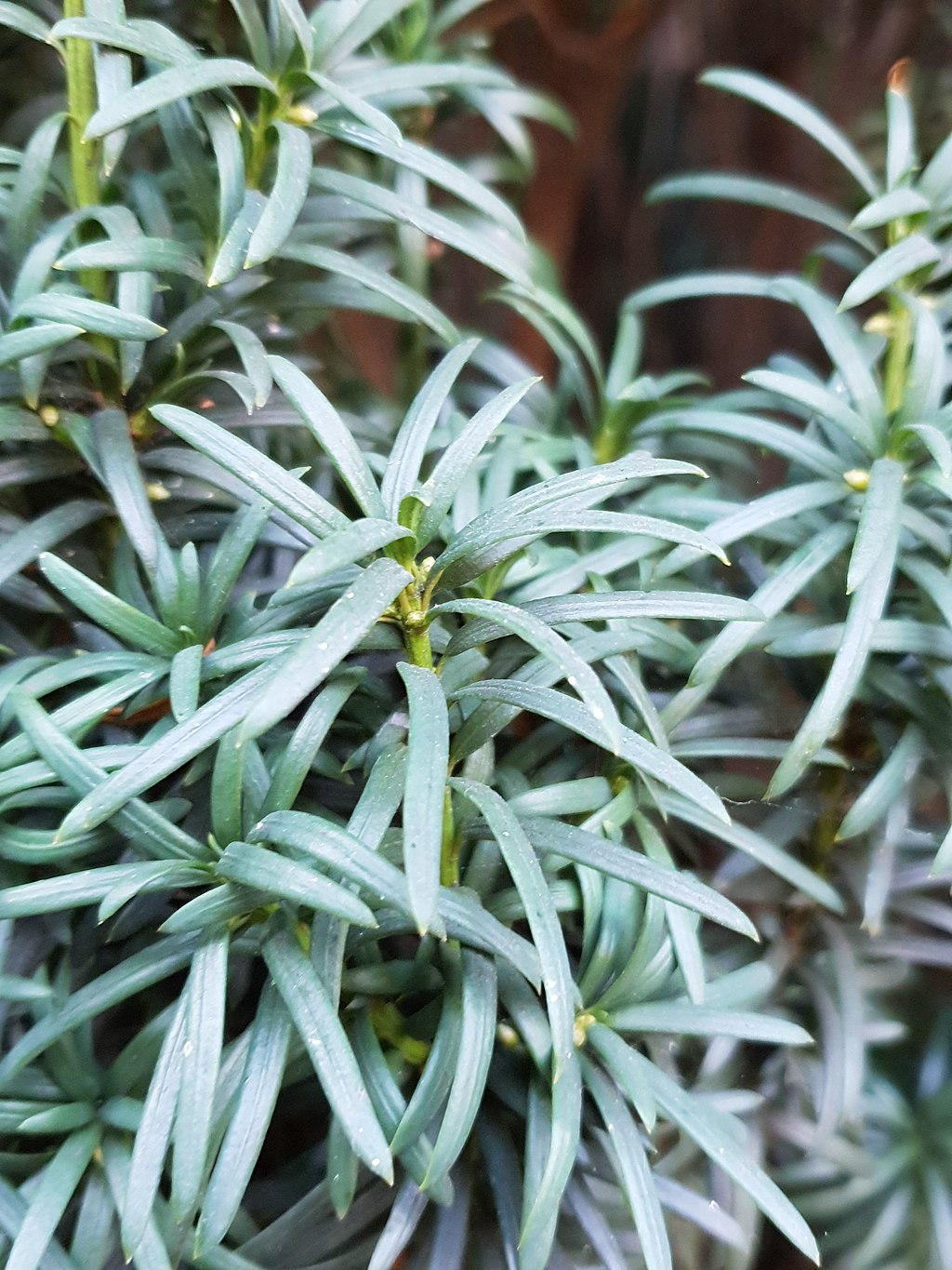 Russian Tarragon leaves on a stem