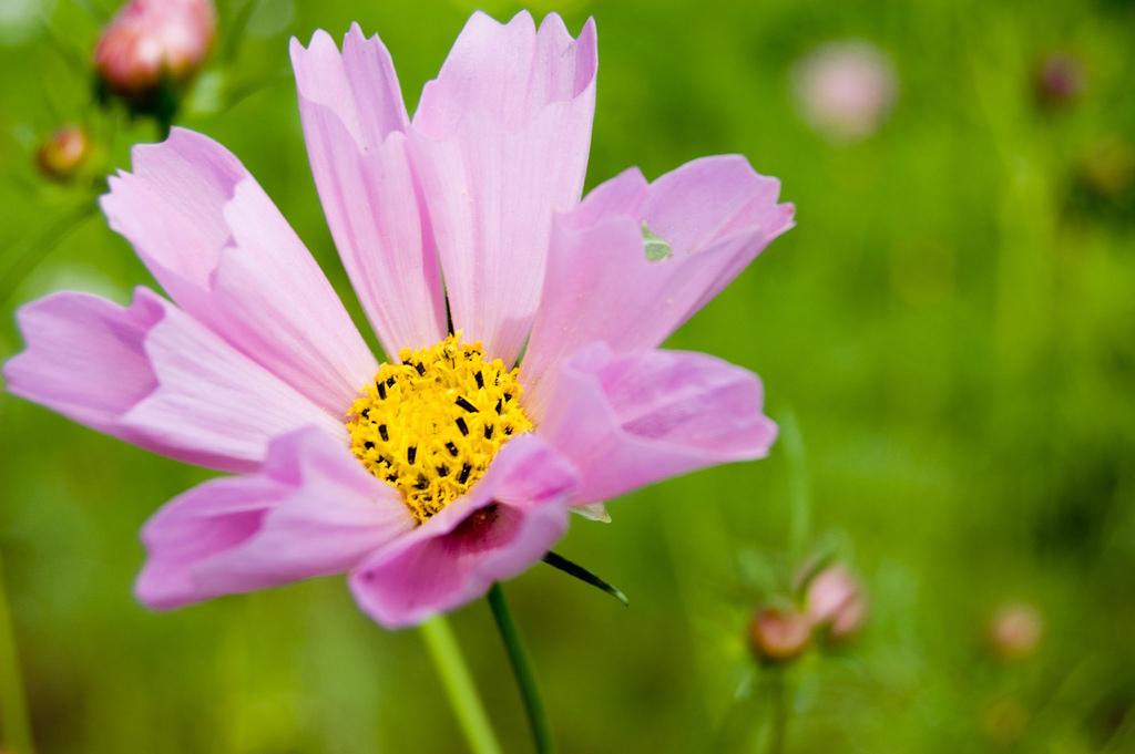 Seashell Cosmos flower head