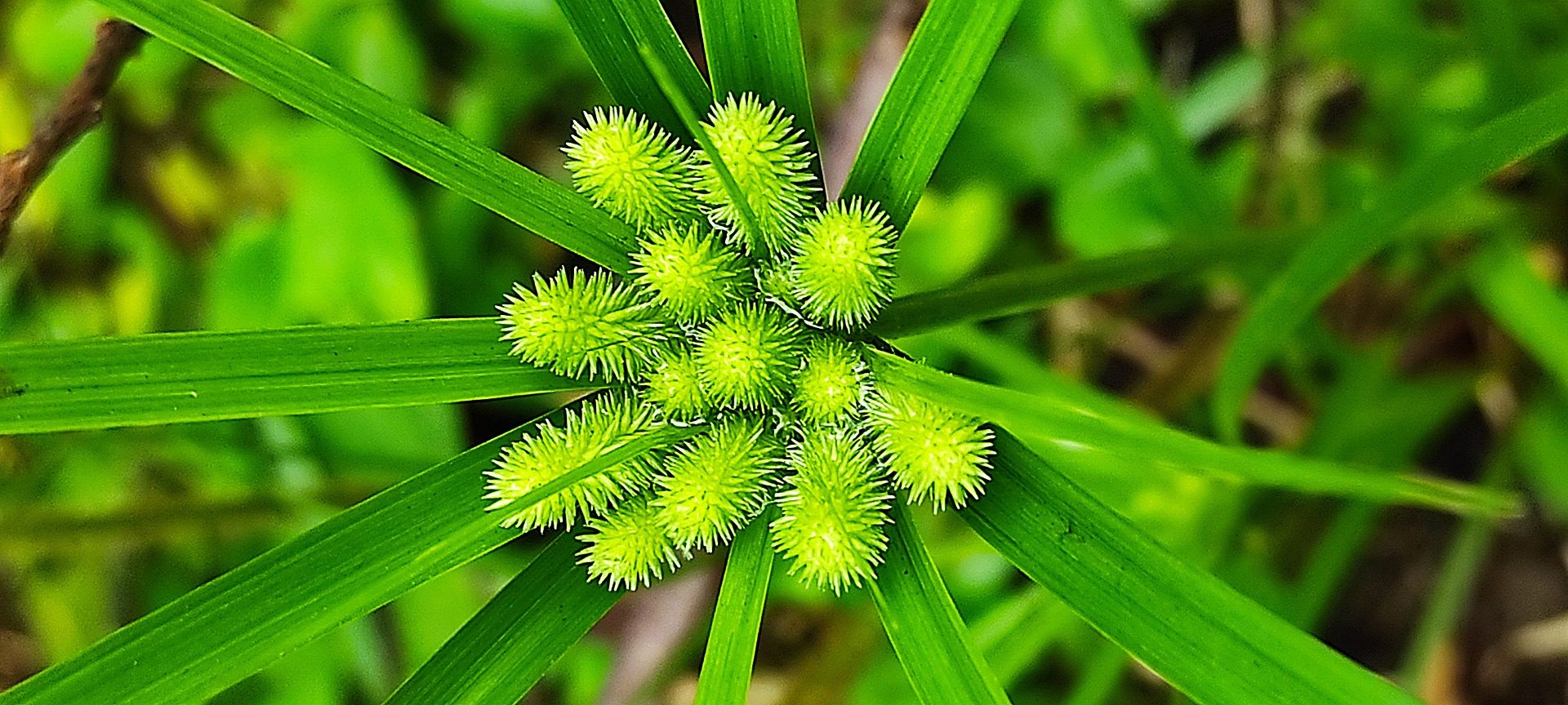 Sedge plant