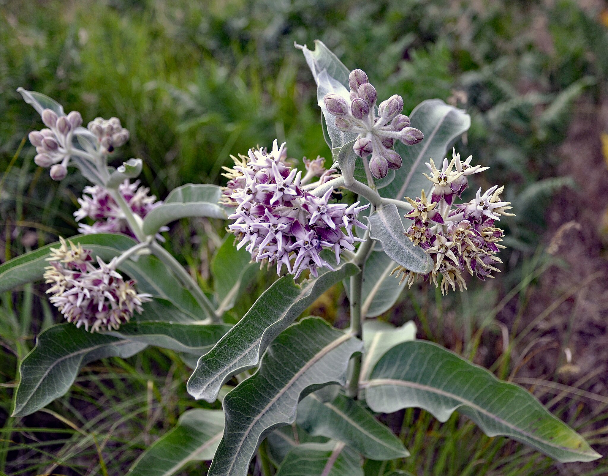 Showy Milkweed flower head