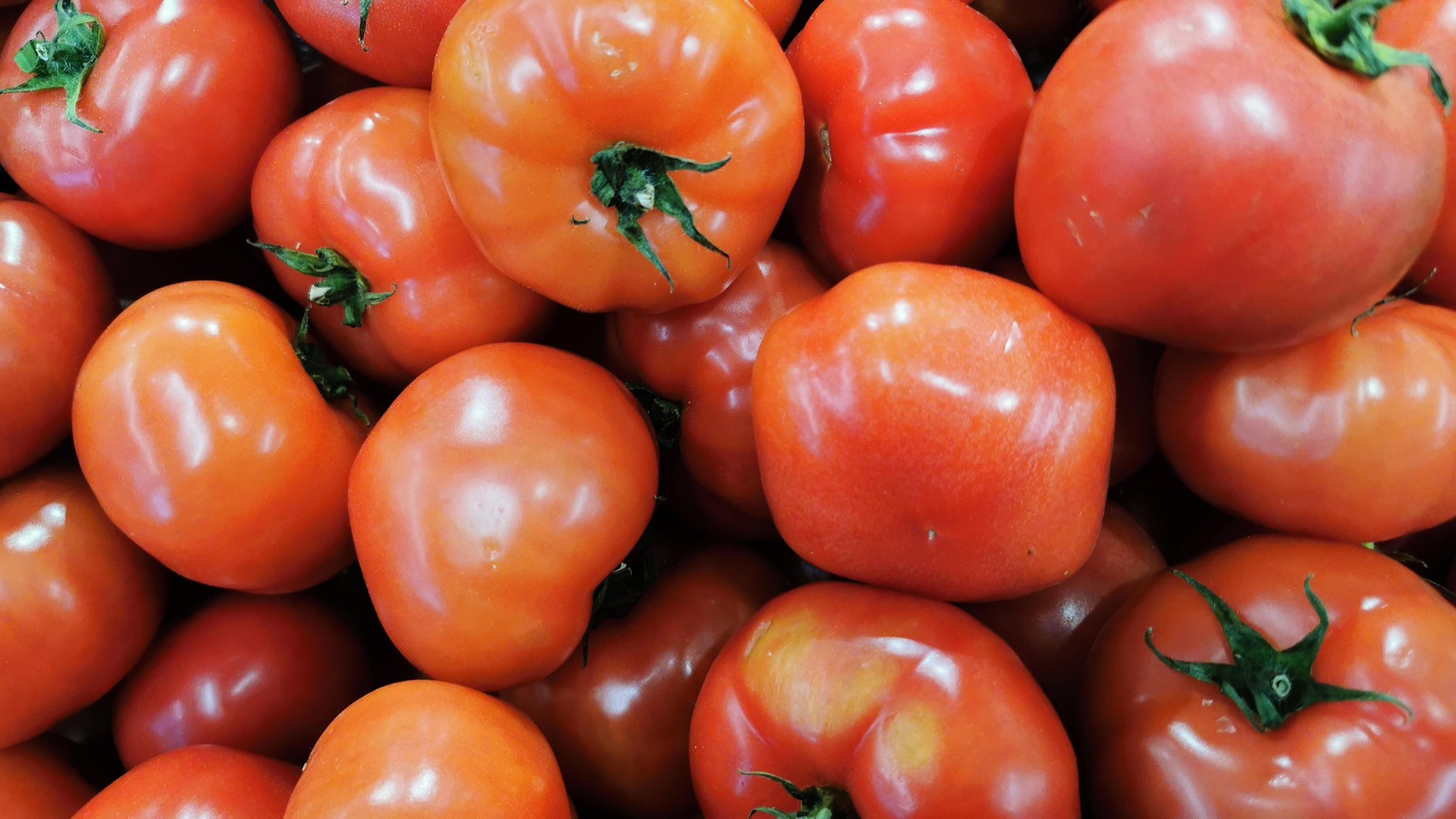 A pile of Slicer Tomatoes